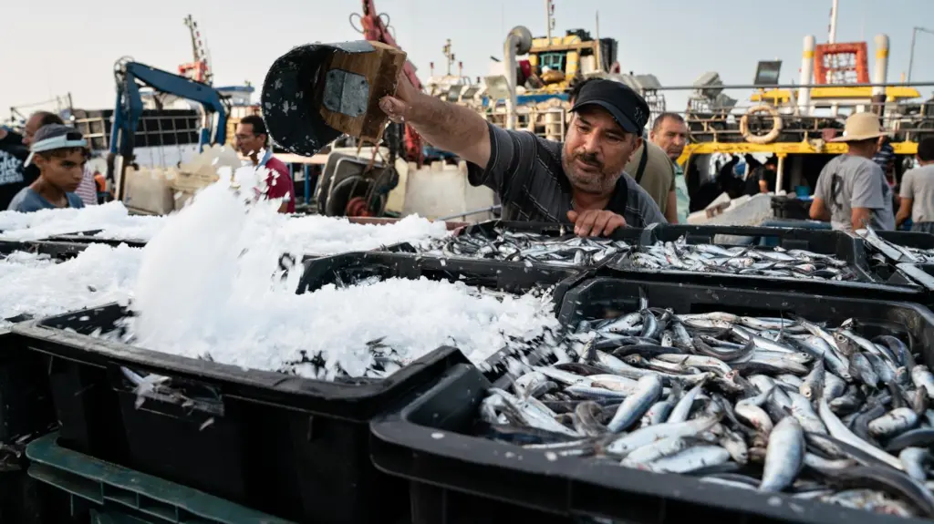 Fisher adding ice to sorted catch in the port of KeÌlibia, Tunisia