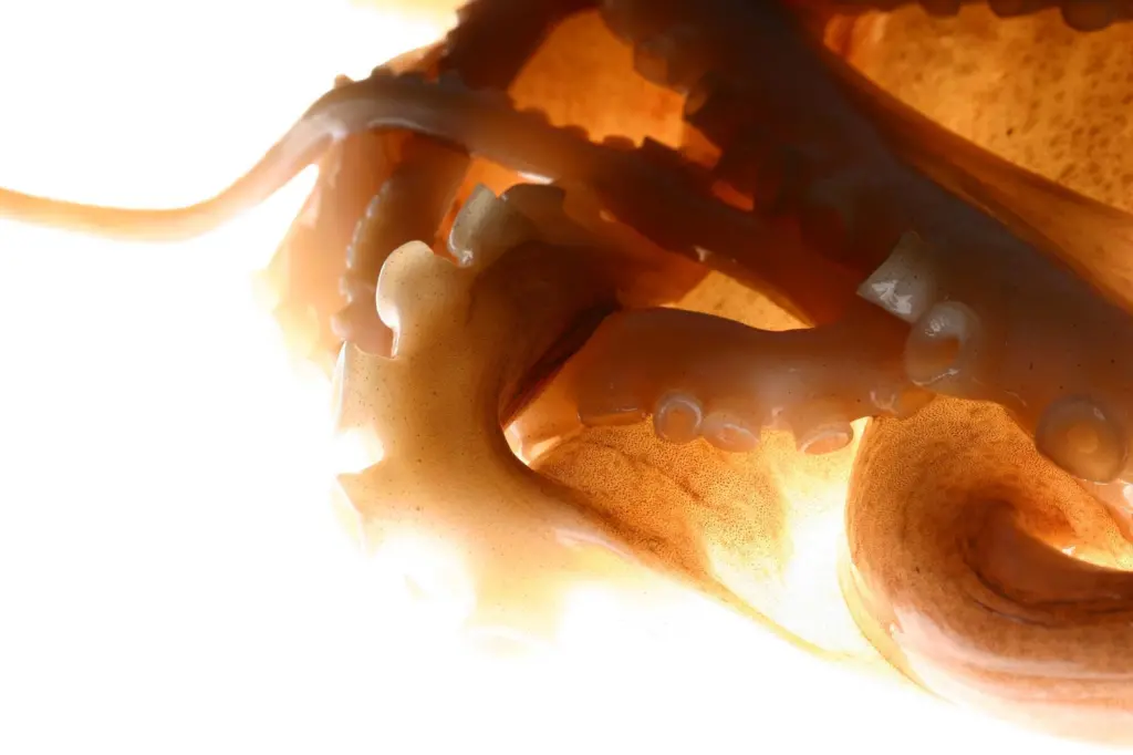 Octopus