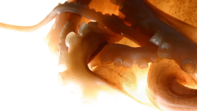 Octopus