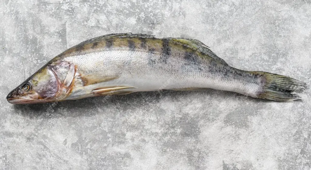 Pike-perch