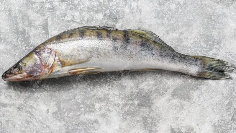 Pike-perch