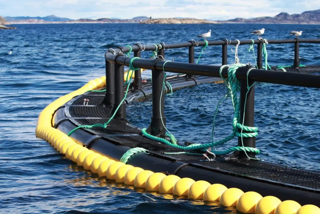 Aquaculture fish cage