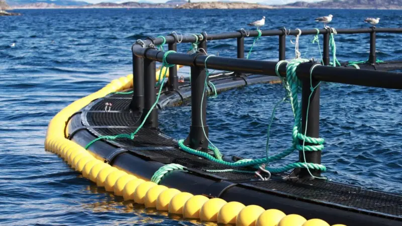 Aquaculture fish cage