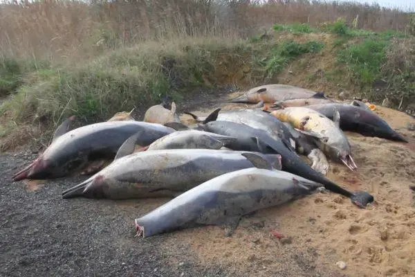 Dolphin-Strandings-Bay-of-Biscay-France