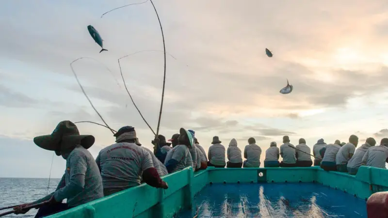 Pole and line fishing