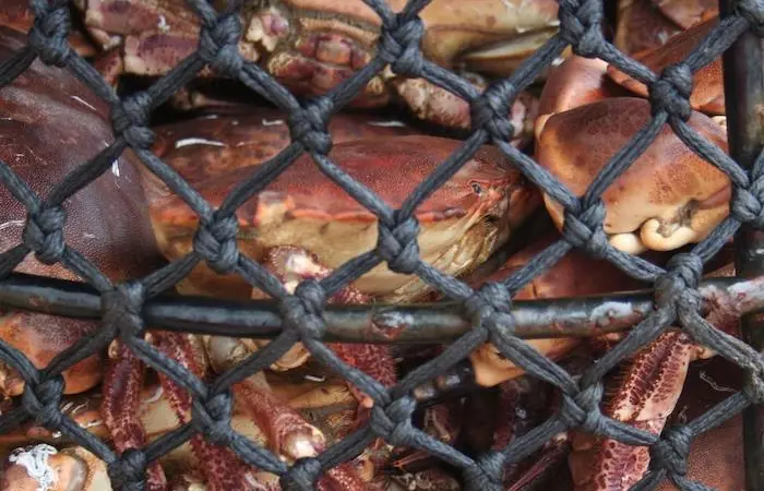 Brown crabs