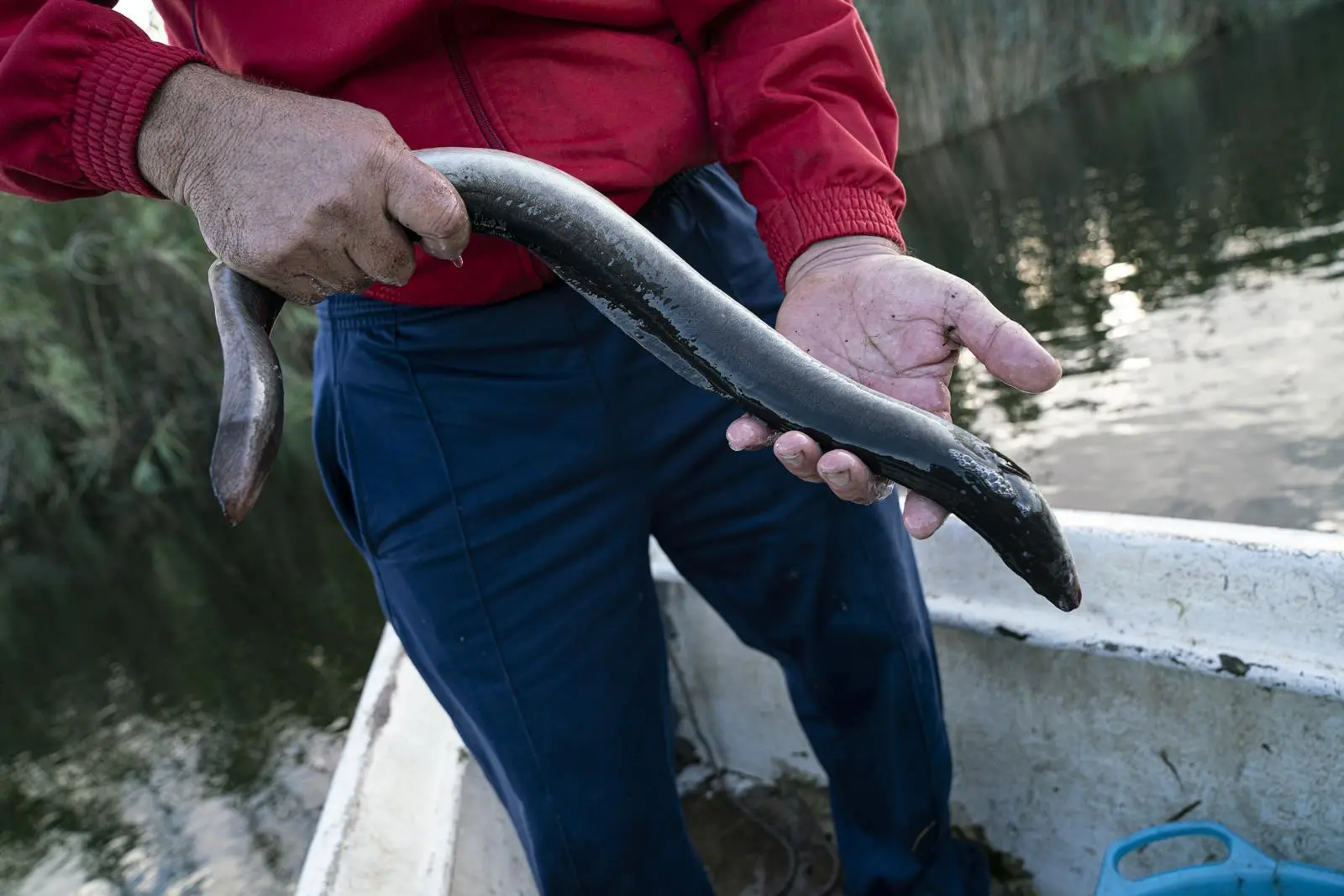 European eels