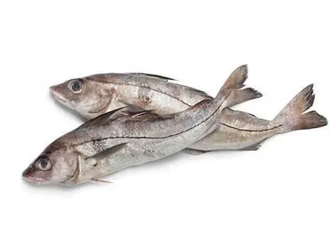 Haddock
