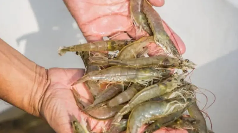 shrimp