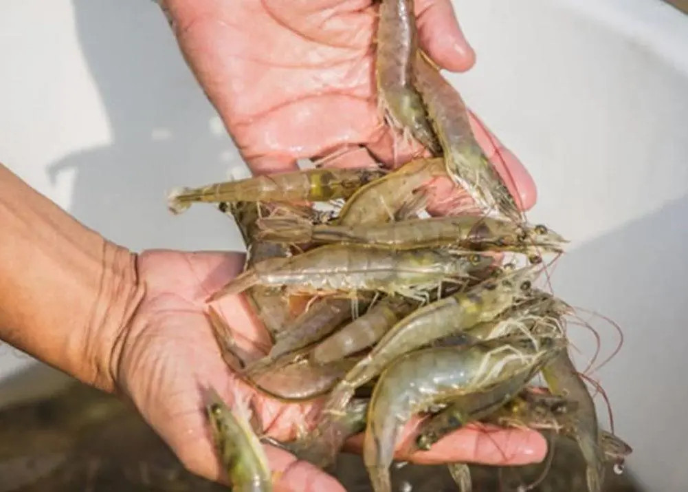 shrimp
