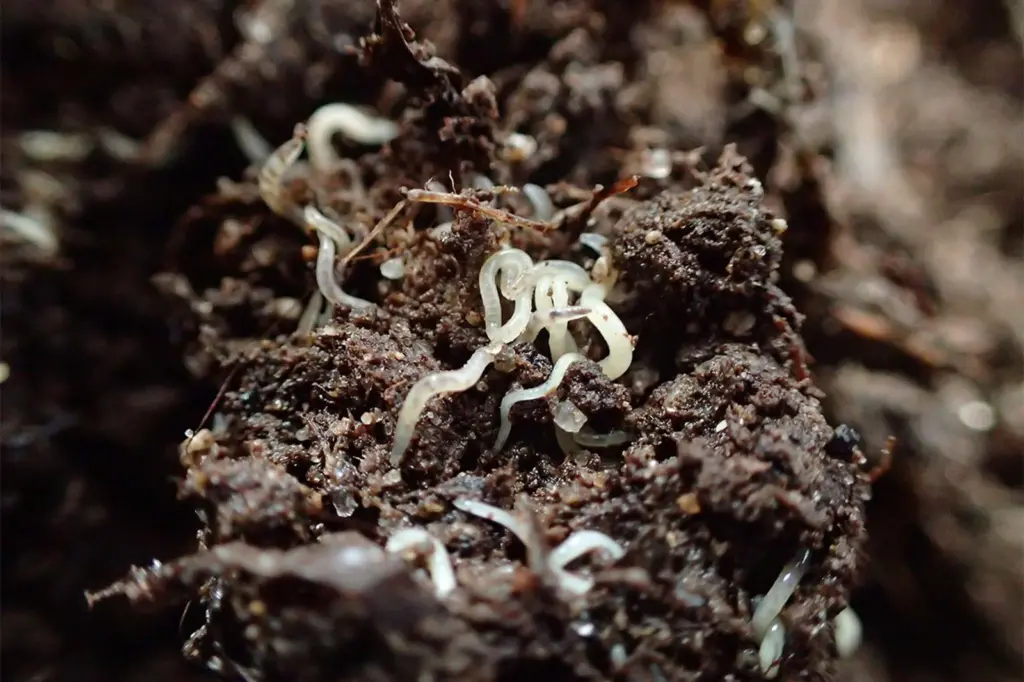 Seaweed worms