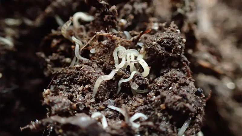 Seaweed worms
