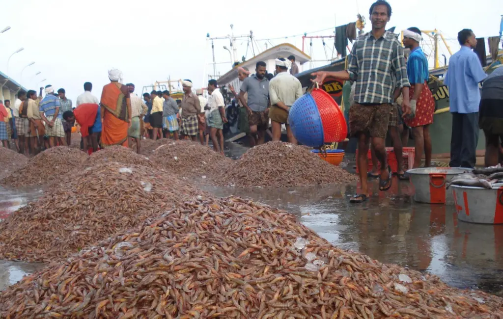 Karikadi catch