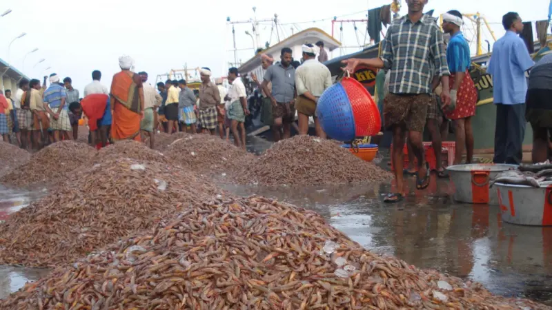 Karikadi catch