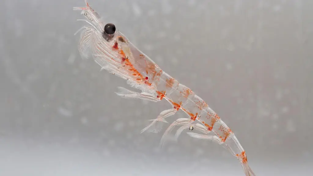 Krill