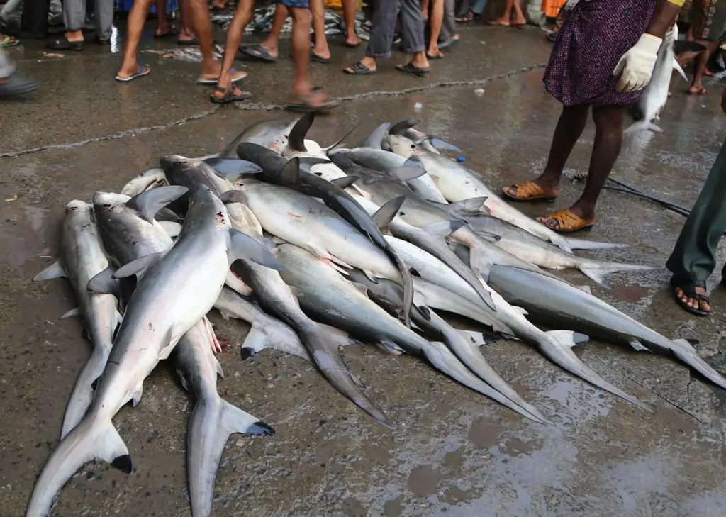 Sharks India