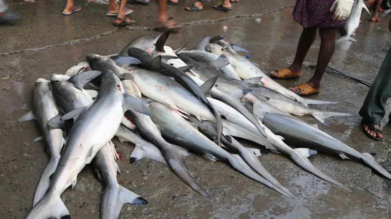 Sharks India
