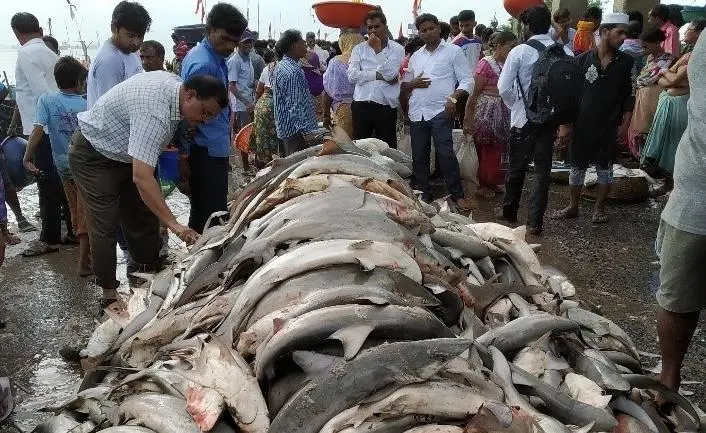 India shark landings