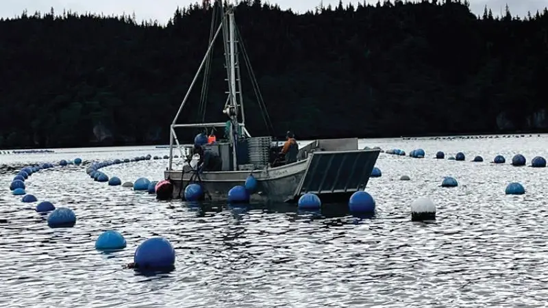 Alaska Shellfish Farms