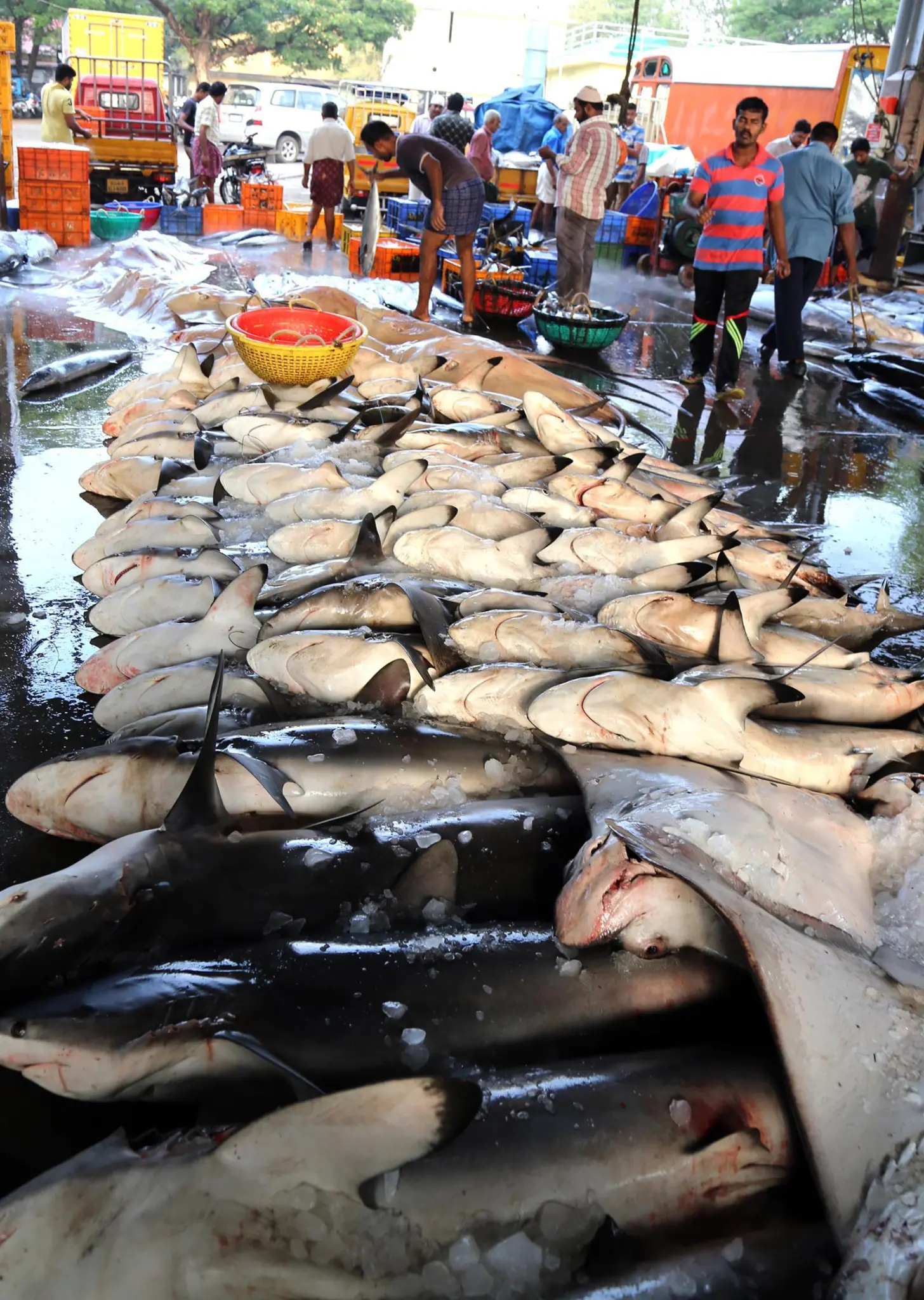 India sharks