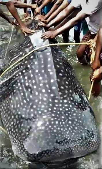 India whale shark