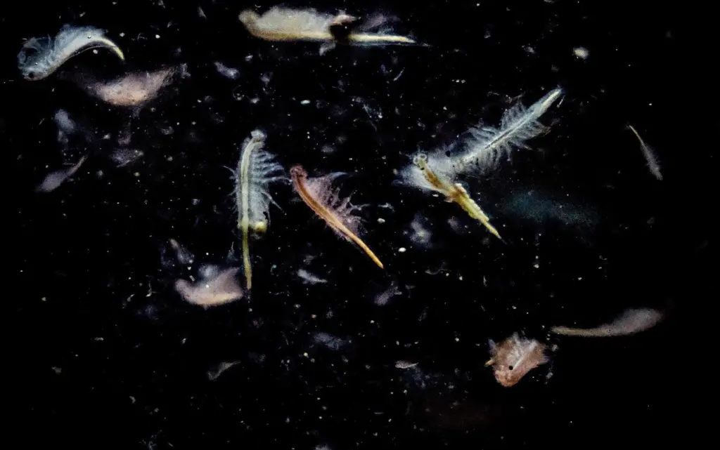 Artemia