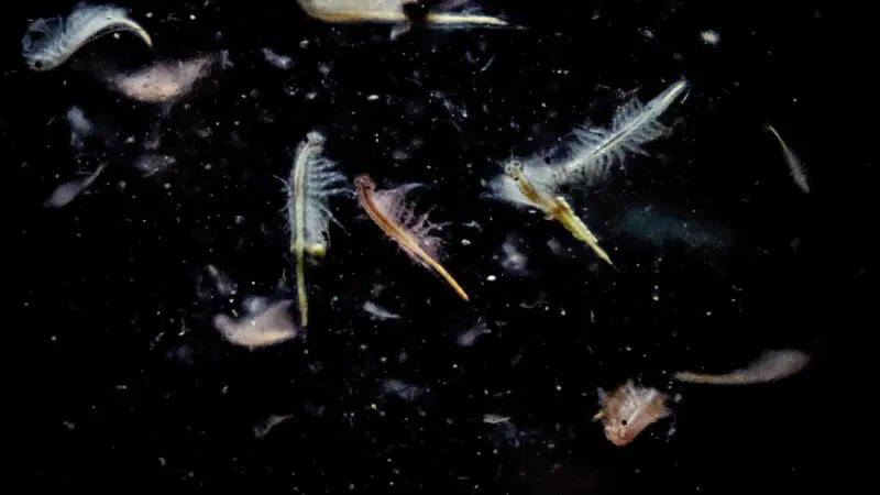 Artemia