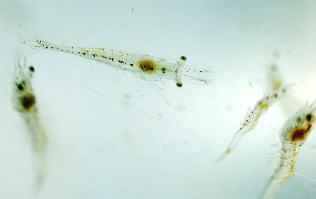 Shrimp larvae