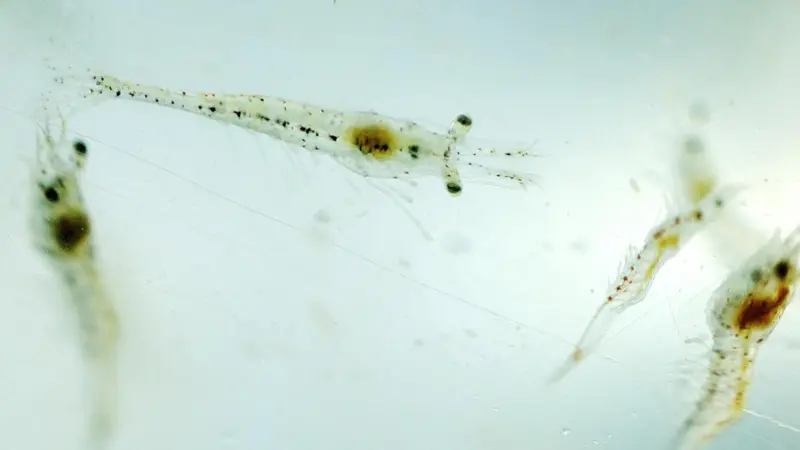 Shrimp larvae