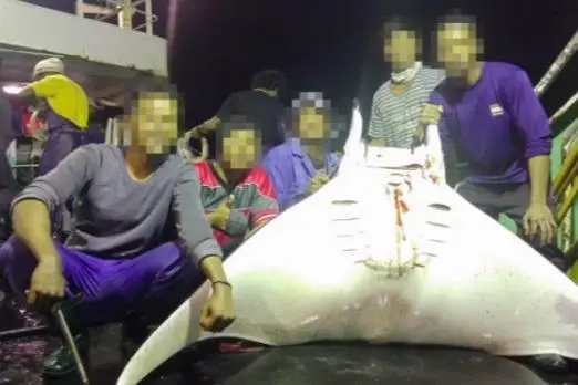 A ray caught on a XIN SHI JI vessel