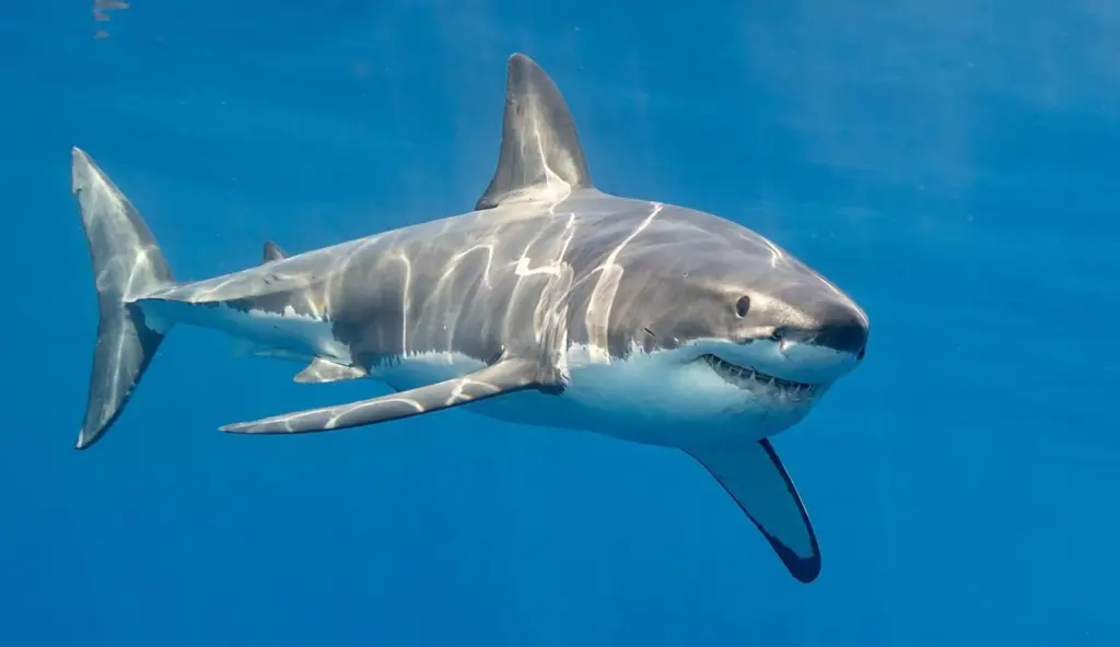 Great white shark, Guadalupe Island, Mexico