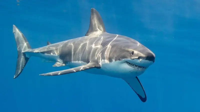 Great white shark, Guadalupe Island, Mexico