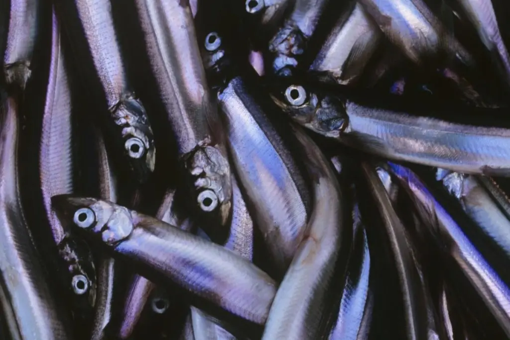 Capelin