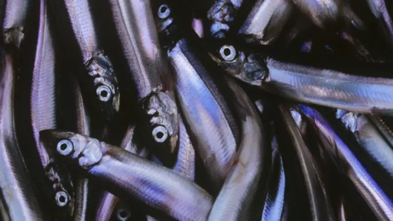 Capelin