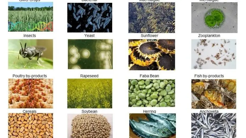 IFFO protein ingredients