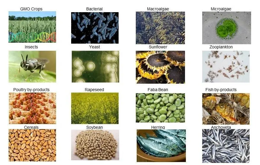 IFFO protein ingredients