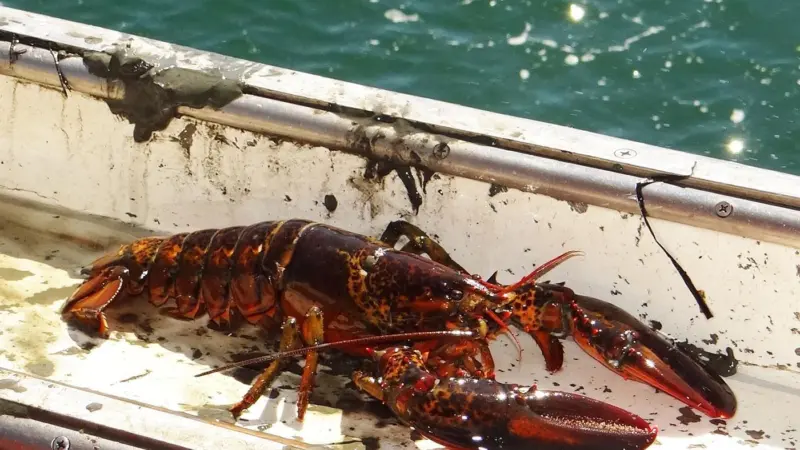 Maine lobster