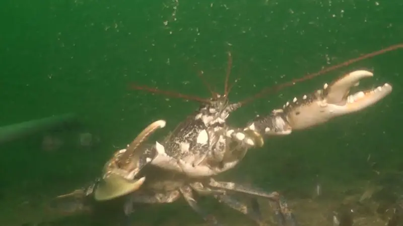 A lobster under the mussel farm run by Offshore Shellfish Ltd