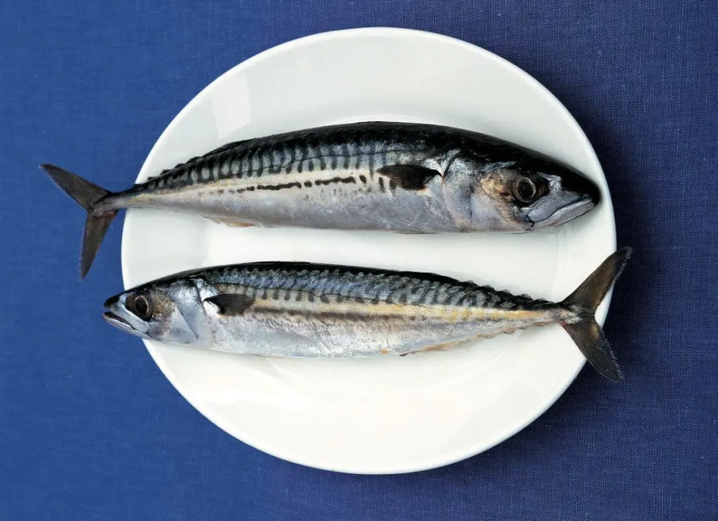 Mackerel on plate