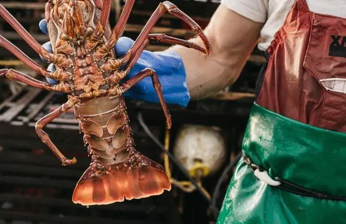 lobster