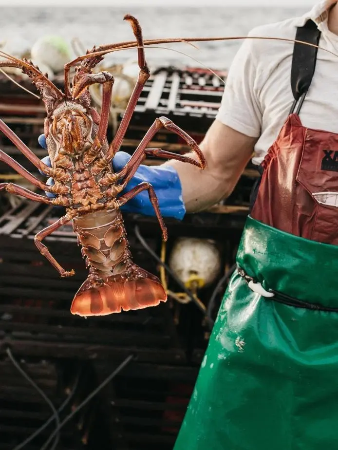 lobster