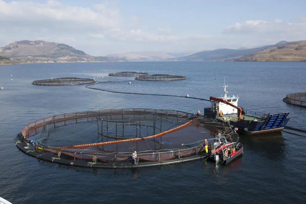 Salmon farm