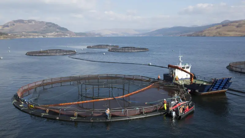 Salmon farm