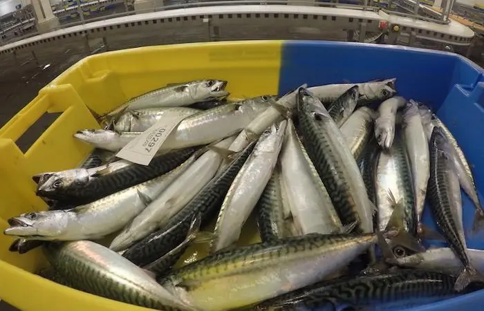 bucket of mackerel at auction