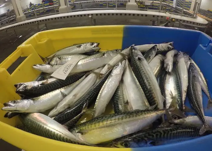bucket of mackerel at auction