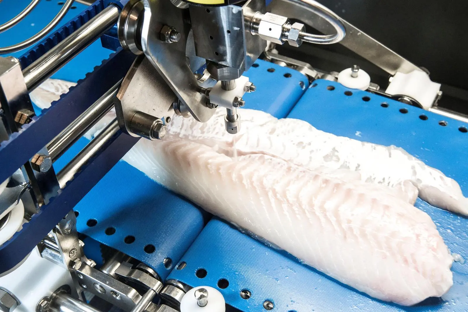 Whitefish processing