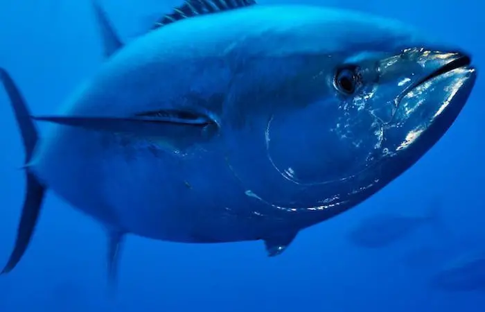 Bluefin tuna