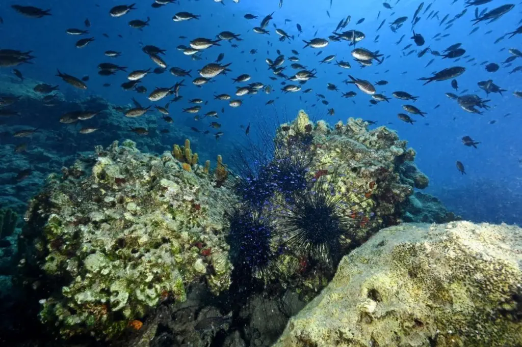 Destructive fishing project