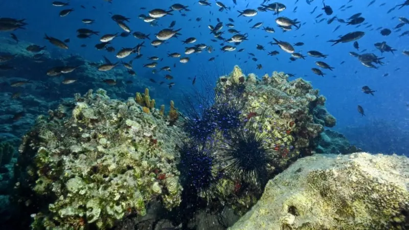 Destructive fishing project