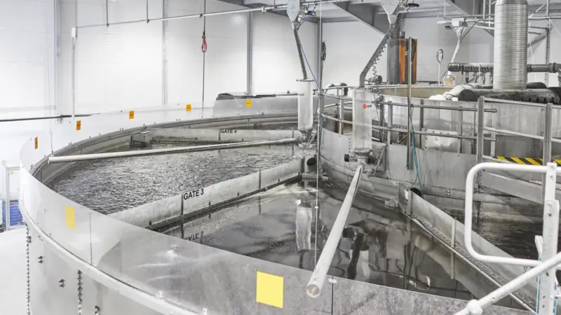 Singapore smart trout farm